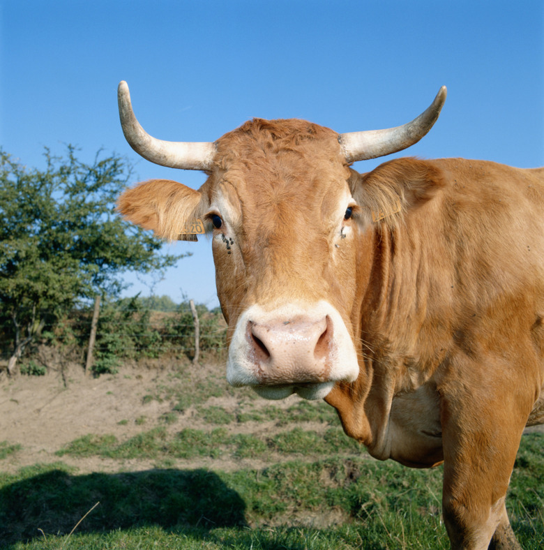 Cow in field, close-up