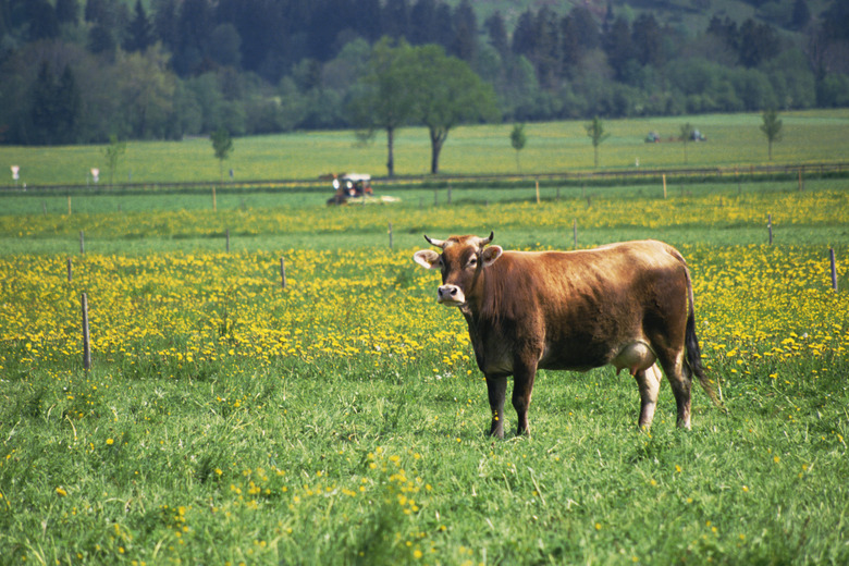 Cows. Schwangau, Germany