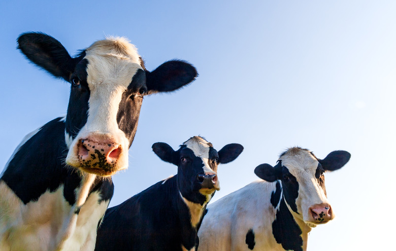 Holstein cows in the pasture