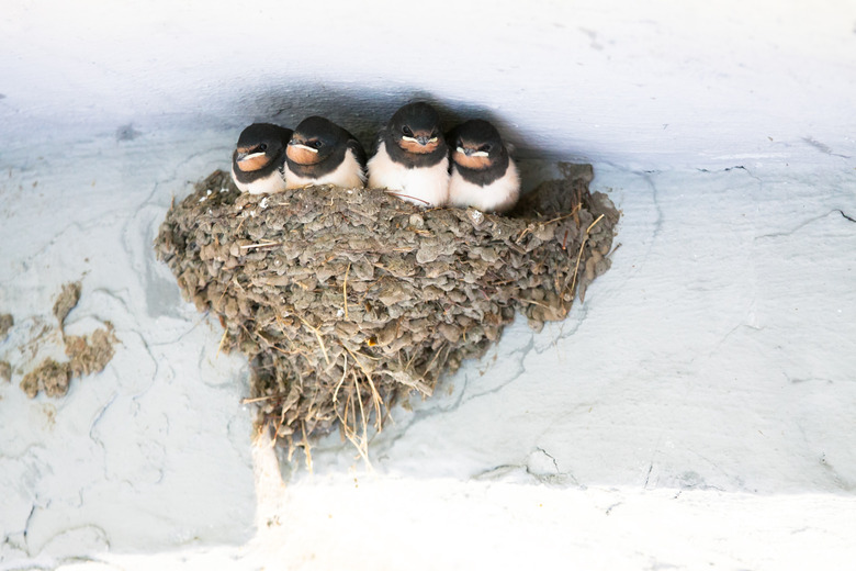 Young Barn Swallow awaits feeding from parents in nest