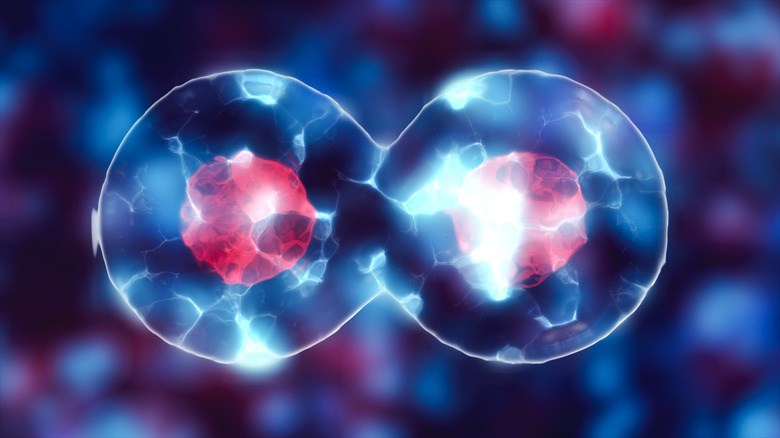 Osmosis and Cell Structure