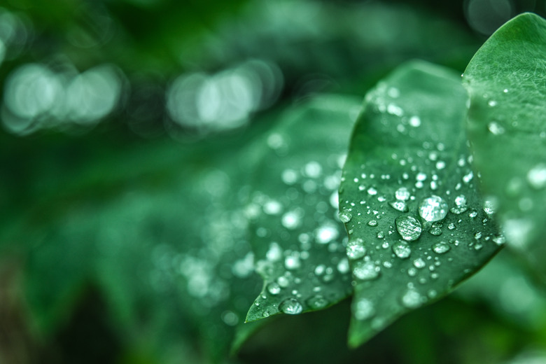 Fresh green grass with dew drops closeup. Nature Background