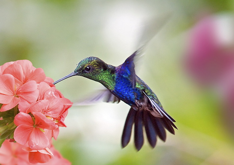 hummingbird and flower