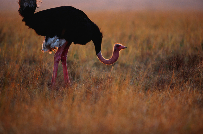 Masai ostrich (Struthio camelus) standing, Masai Mara N.R, Kenya