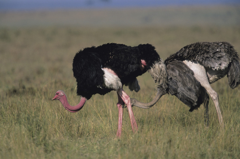 Two Masai ostriches (Struthio camelius) foraging, Masai Mara National Reserve, Kenya