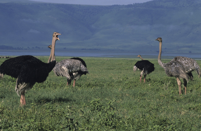 Five Masai ostriches (Struthio camelius) foraging, Masai Mara National Reserve, Kenya