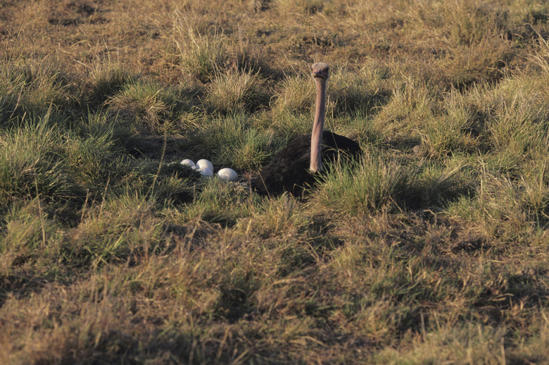 Masai ostrich (Struthio camelius) by eggs, Masai Mara National Reserve, Kenya