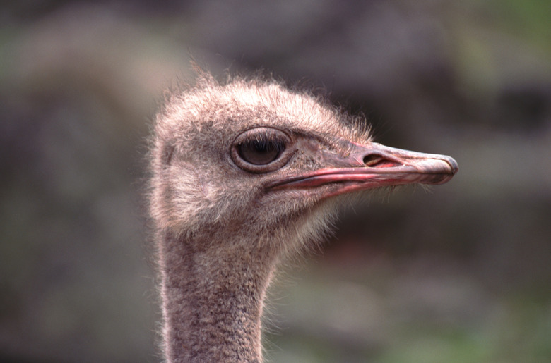 ostrich