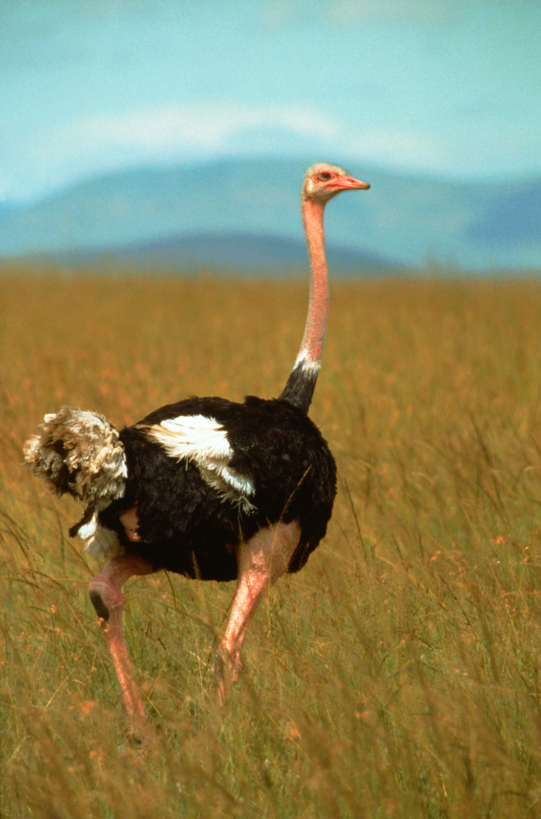 Ostrich in Savannah grassland