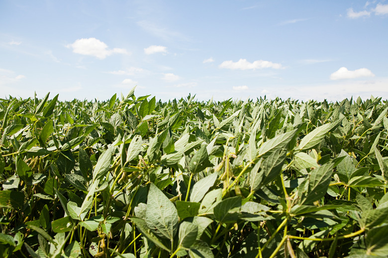 Plants in a field