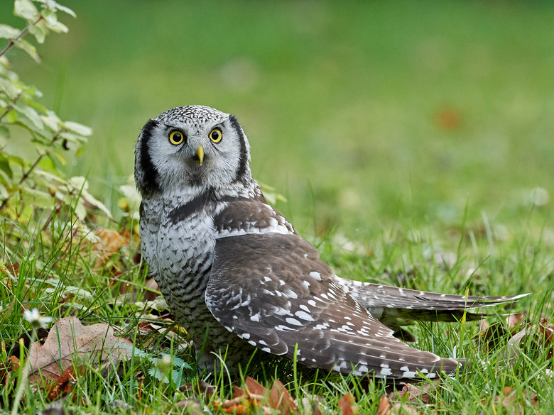 Northern Hawk Owl (Surnia ulula)