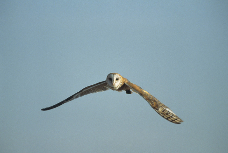 Common barn owl (Tyto alba) in flight