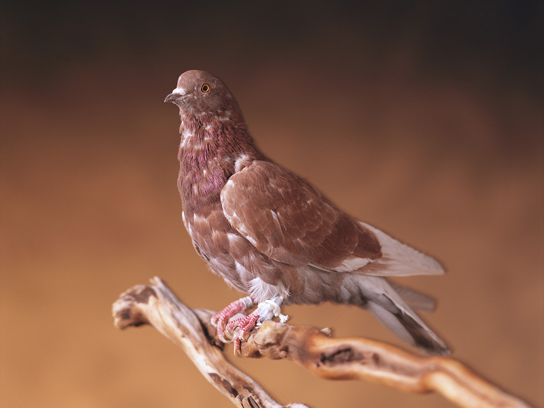 Carrier pigeon, with message attached to leg, perched on branch