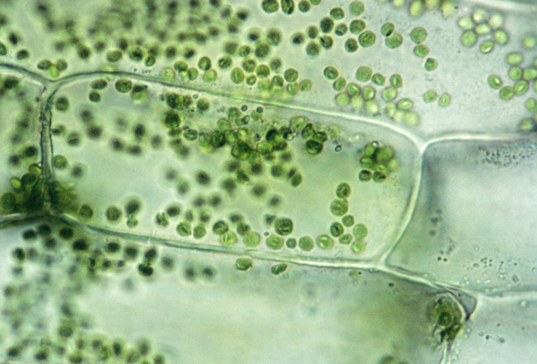 PLANT CELL ELODEA, ISOTONIC SOLUTION SHOWS CELLS, CHLOROPLASTS 250X at 35mm