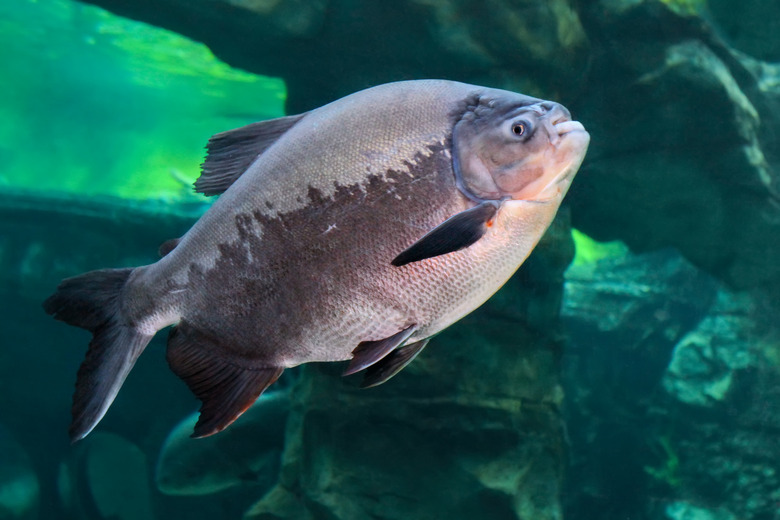 Tambaqui (Colossoma macropomum) or the giant pacu