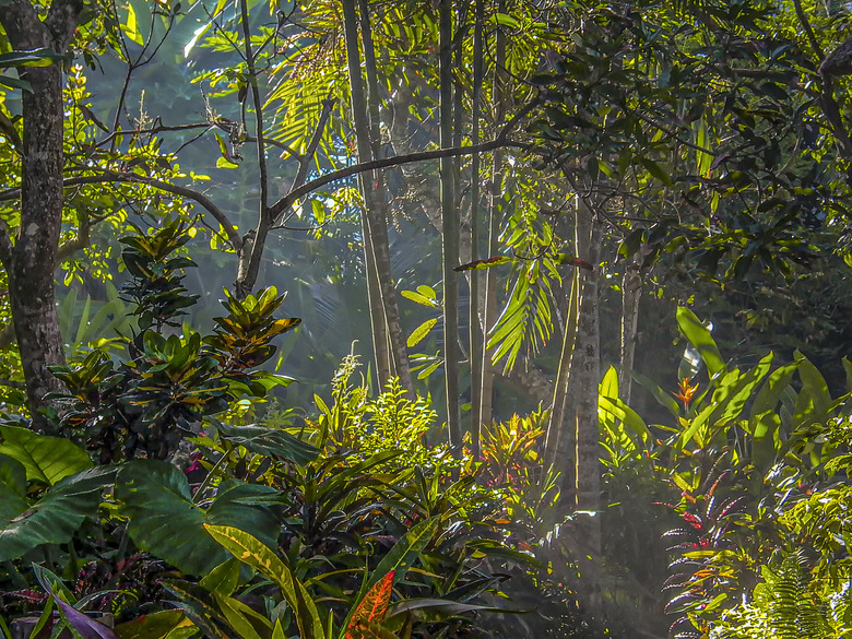 scenic rain forest in Bali near Ubud