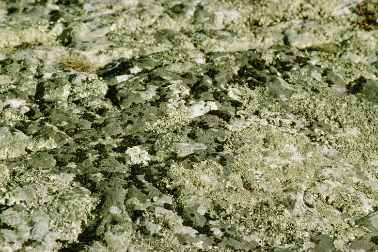 Rock mottled with lichen in Quebec, Canada