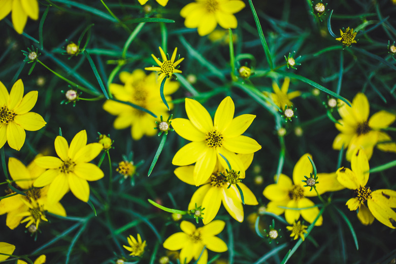 Tickseed Coreopsis