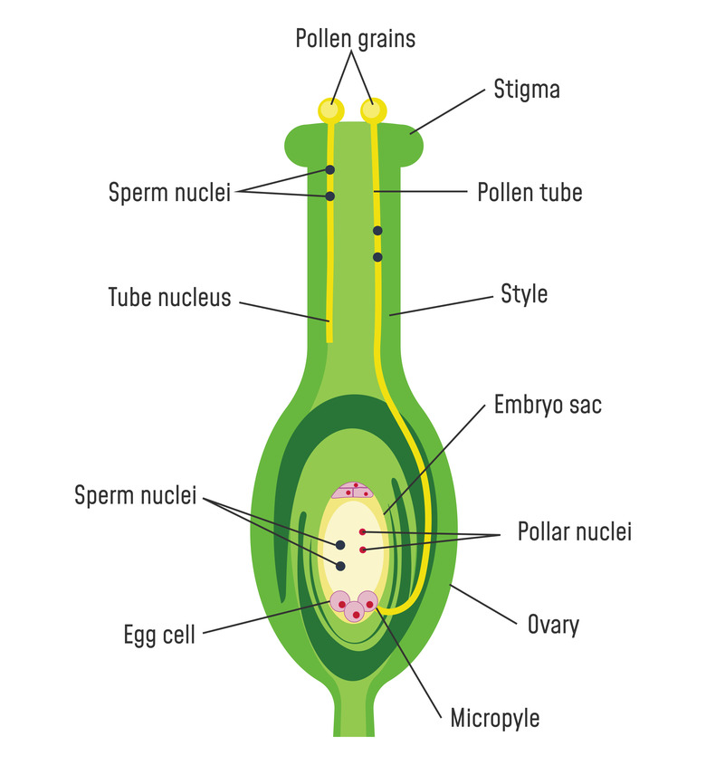 Pollen Germination on Stigma