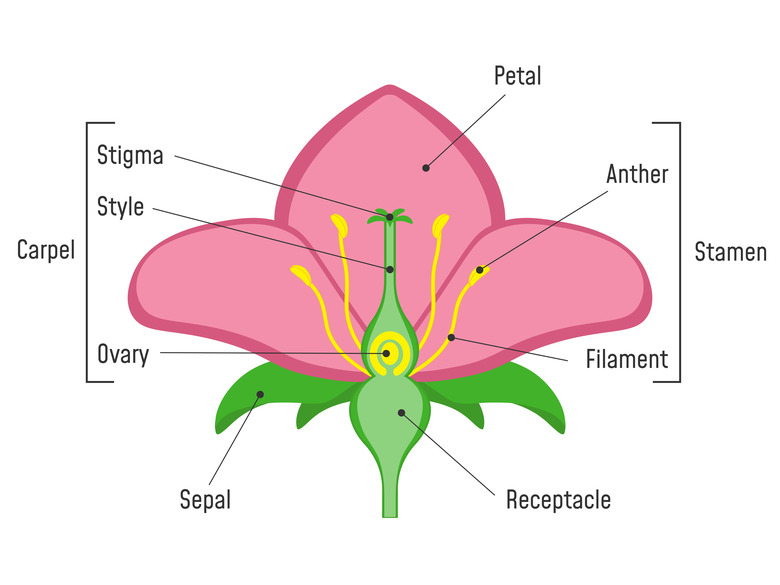 Parts of a flower