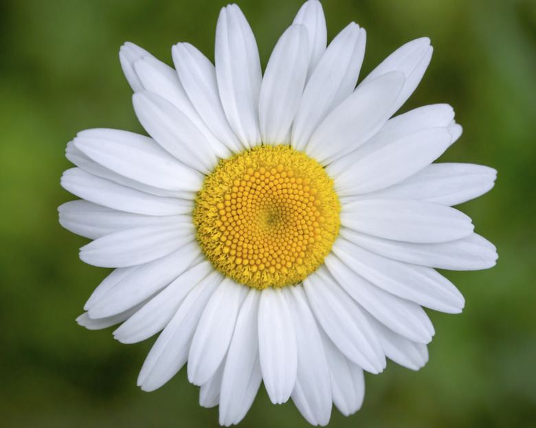 White Daisy