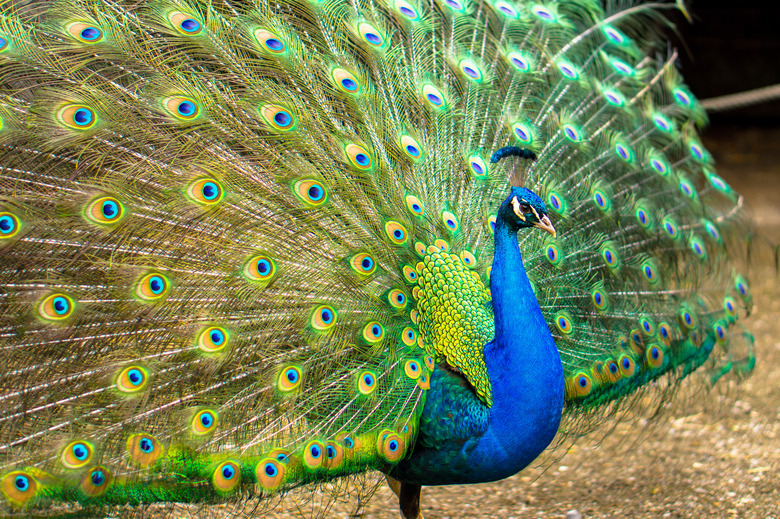 Male peacock with his feathers open