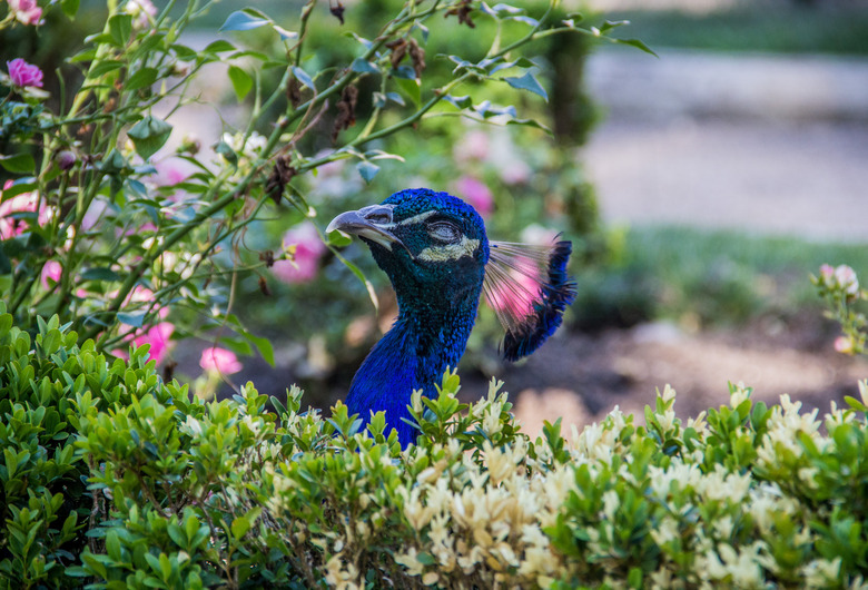 Happy little Peacock