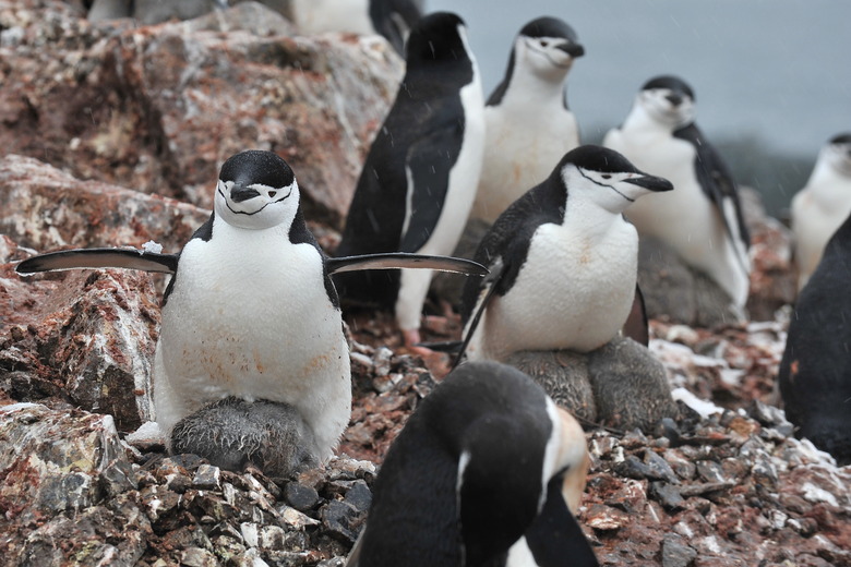 Penguins in the Antarctic. A colony of penguins in the snow.