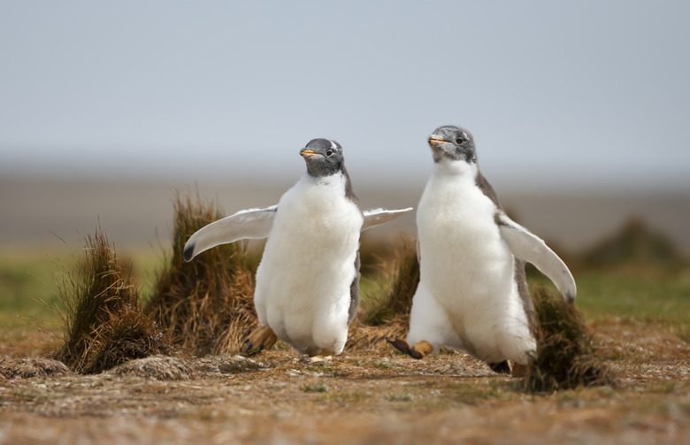 Gentoo penguin chicks happily running on the grass