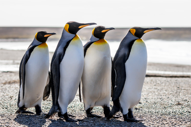 Four King Penguins (Aptenodytes patagonicus) standing together on a beach.