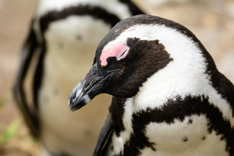 Head shot of an African Penguin caught napping