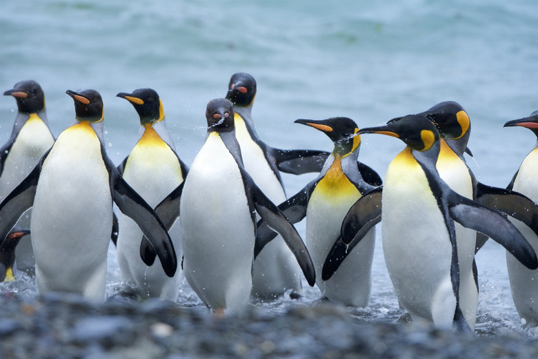 A group of King Penguins in the beach, in Gold Harbor, South Georgia Island