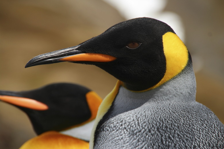 King penguin, Fortuna Bay, South Georgia