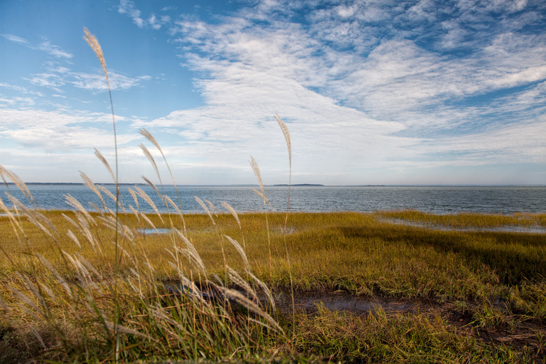 Grassy South Carolina Shoreline