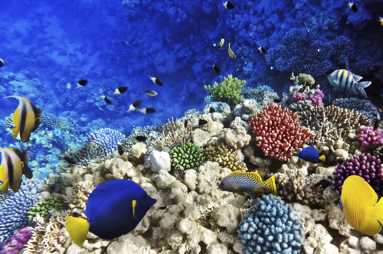 Coral and fish in the Red Sea. Egypt, Africa.