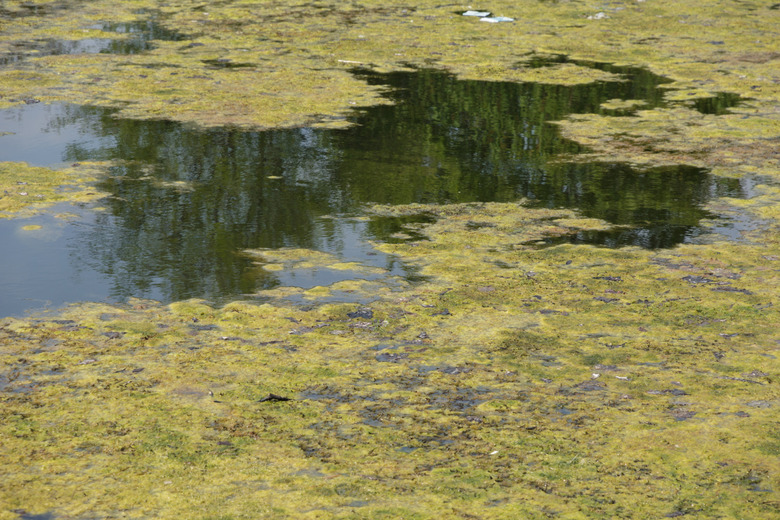 dirty blooming water