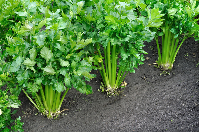 close-up of growing celery plantation