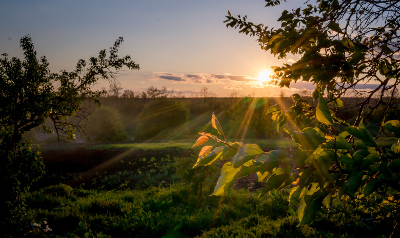 Does Photosynthesis Occur at Night?