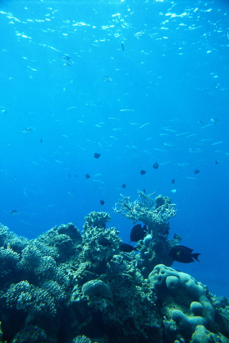 Underwater view