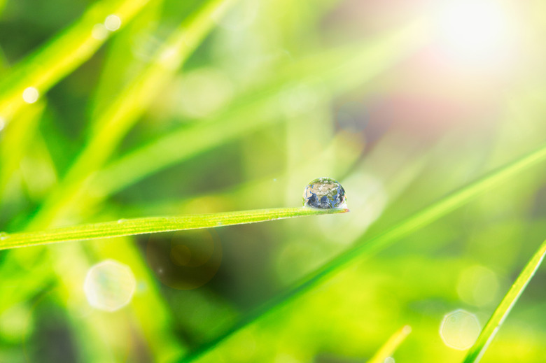 Dew on the grass close up