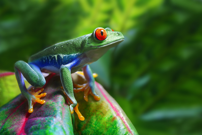 Red-Eyed Tree Frog