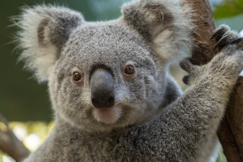 Koala in tree