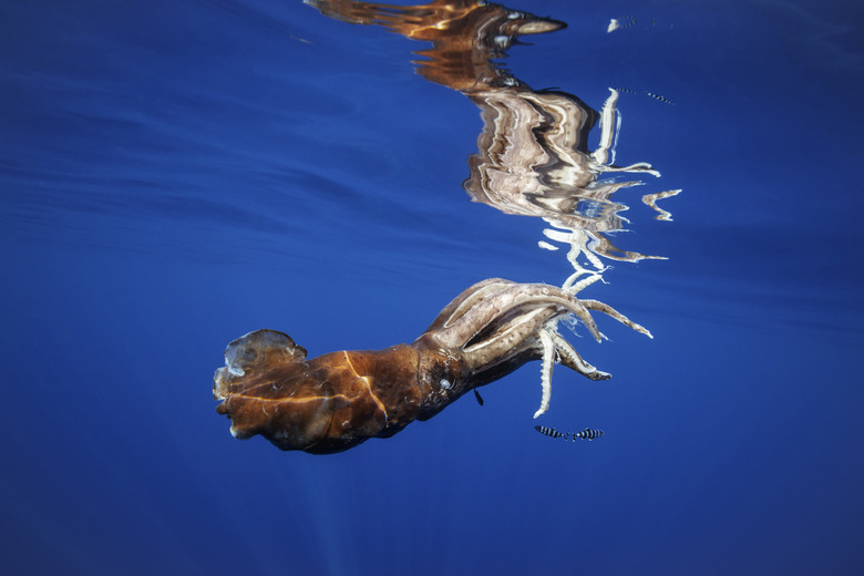 Injured giant squid which has most likely just escaped from being hunted by a sperm whale with a school of pilot fish sheltering beneath it, Ligurian Sea, Pelagos Sanctuary, Italy.