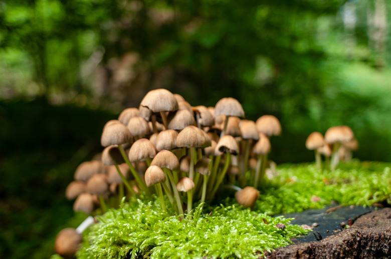 Mushrooms and moss growing on wet tree stump. Focus selective.