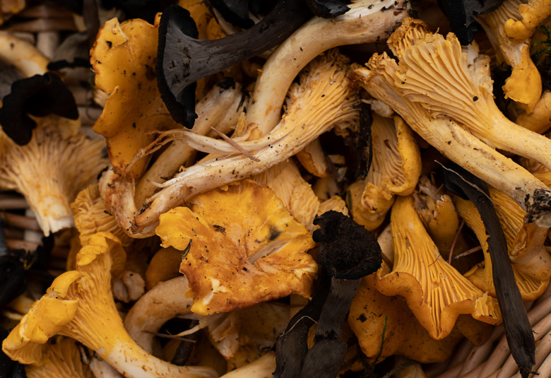 Wild edible mushrooms - both golden chanterelles and black trumpet