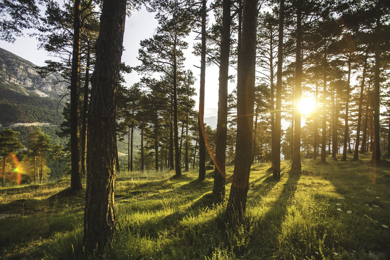 Tall Pines in Sant Llorenç de Morunys, 2