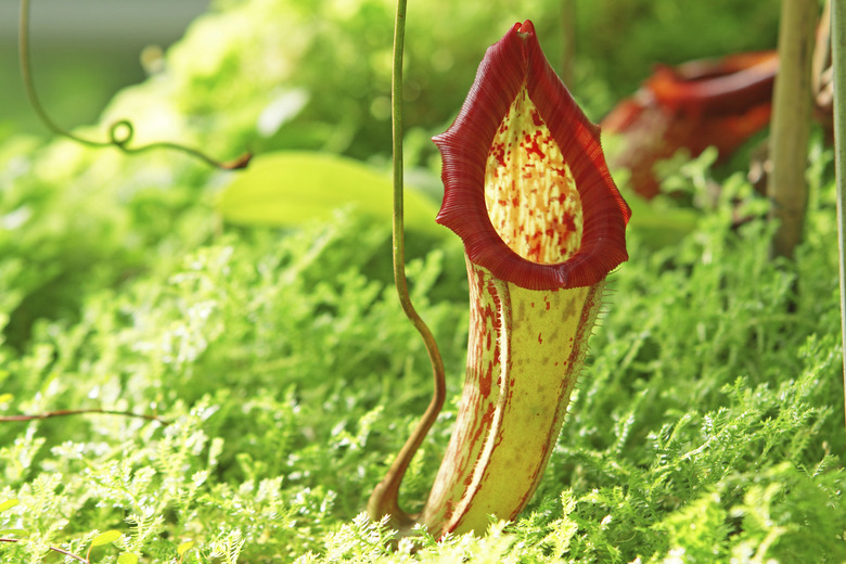 Nepenthe tropical carnivore plant