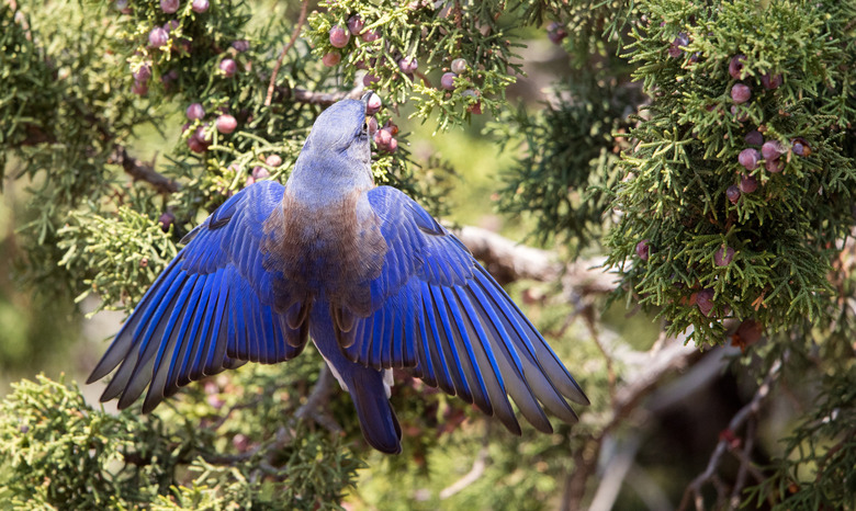 western bluebird in juniper tree