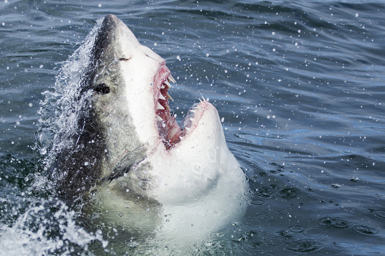 The Best Place to Find Shark Teeth