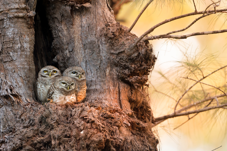 Spotted owlet family (Athene brama) at nest